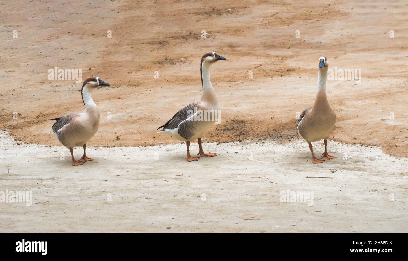 Anser Bird. Die Wasservogelgattung Anser umfasst die Graugänse und die Weißgänse. Sie gehört zur Unterfamilie der echten Gänse und Schwäne Stockfoto