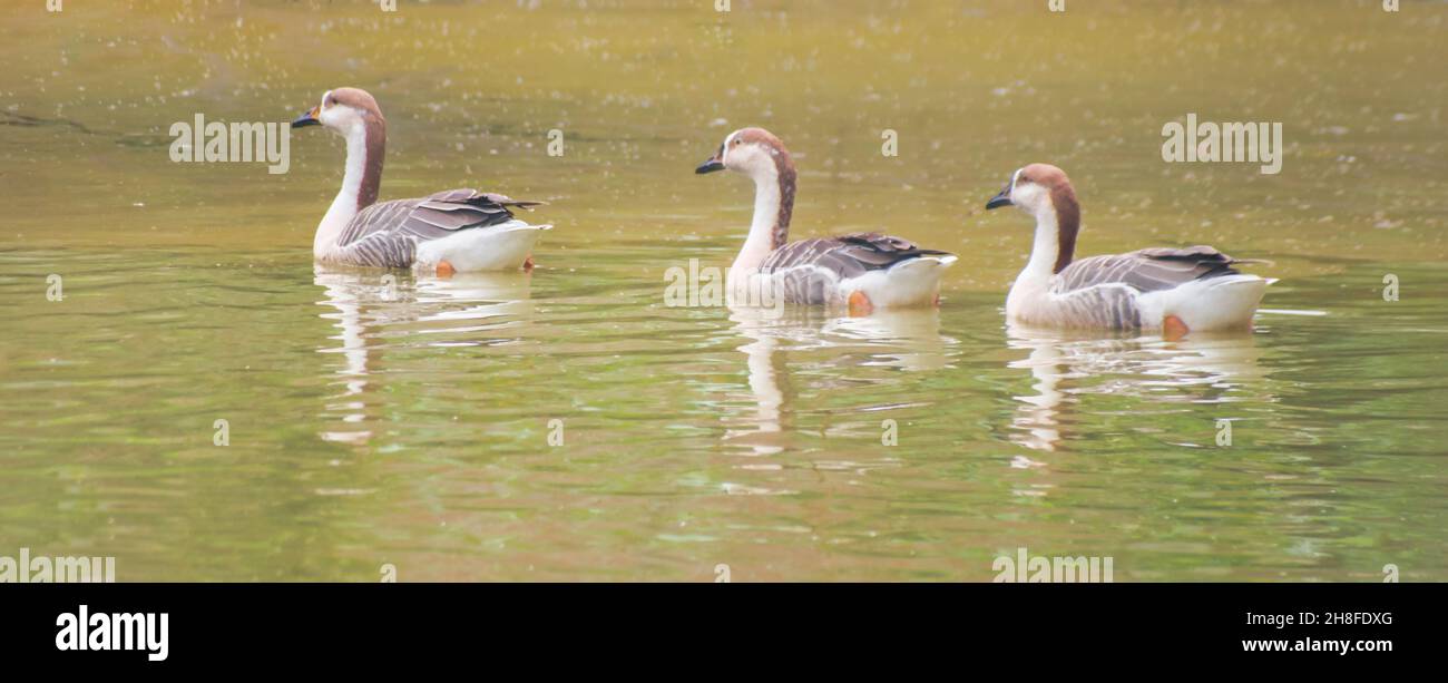 Anser Bird. Die Wasservogelgattung Anser umfasst die Graugänse und die Weißgänse. Sie gehört zur Unterfamilie der echten Gänse und Schwäne Stockfoto