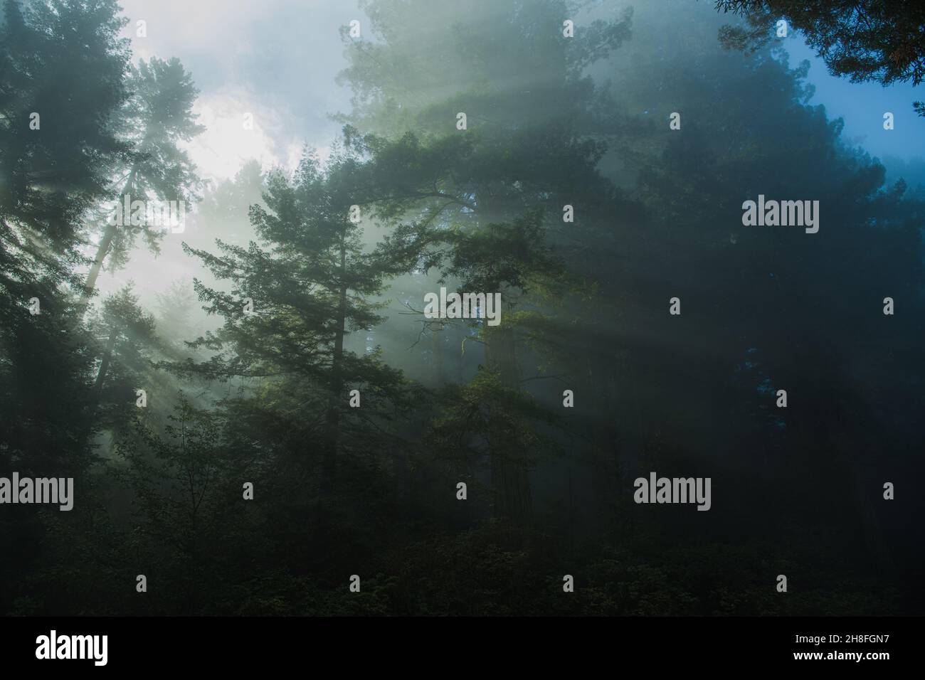 Malerischer alter Redwood Forest von Kalifornien, bedeckt von morgendlichem Küstennebel. Waldlandschaft. Vereinigte Staaten von Amerika. Stockfoto