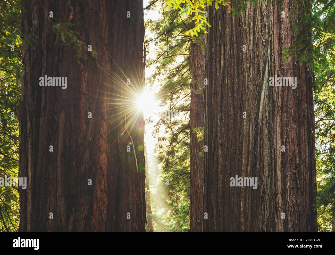 Zwei alte Redwood-Bäume und die Sonne dazwischen. Redwood National and State Parks, California, USA. Stockfoto