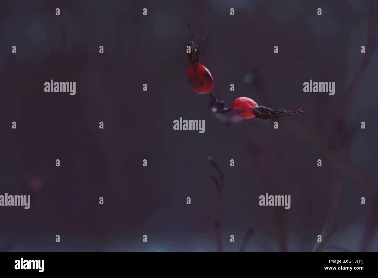 Zweig der Hagebutten mit trockenen roten Beeren im Freien im Spätherbst. Nahaufnahme von wilden Rosenbeeren auf einem kalten bläulichen Hintergrund. Rote Hagebutten am Ast. Stockfoto