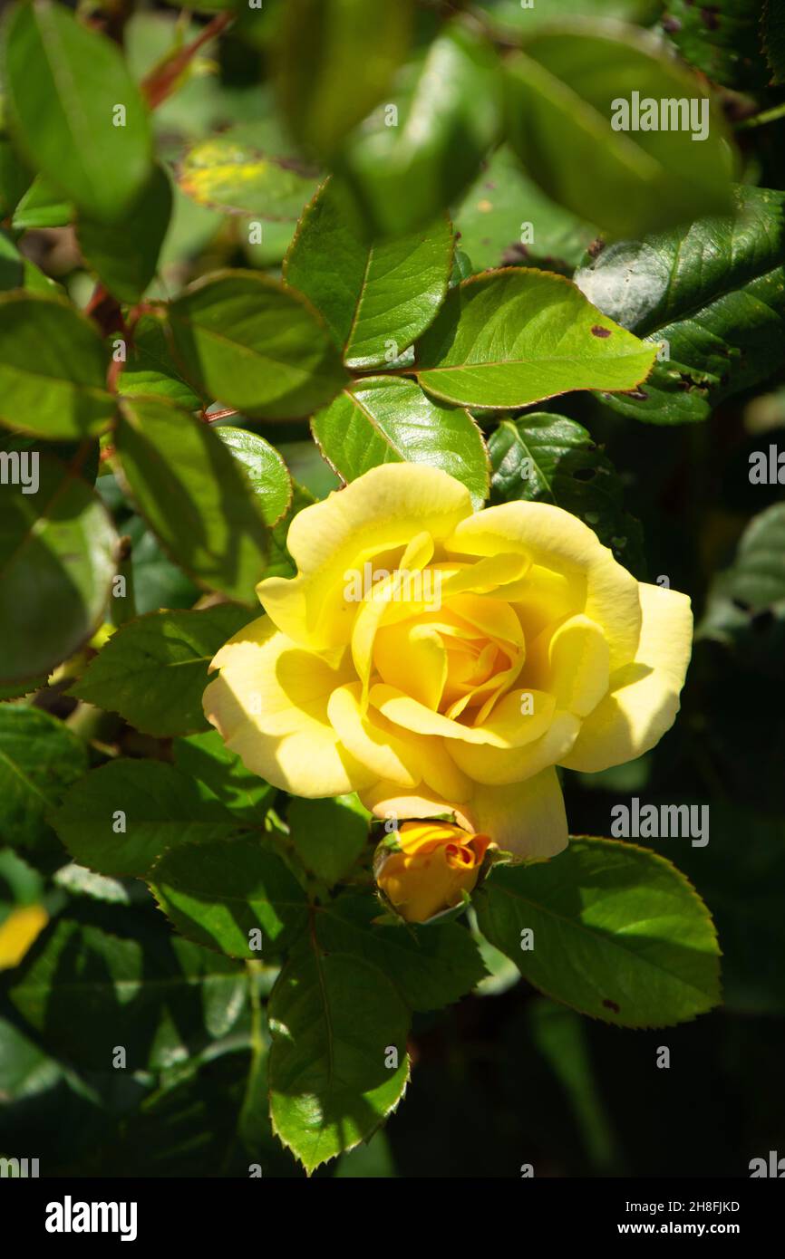 Blühende gelbe Rosen, umrandet von schönen grünen Blättern am Busch Stockfoto