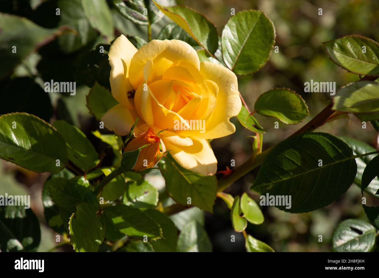 Leuchtend gelbe Rosen am Busch in einem von der Herbstsonne beleuchteten Garten Stockfoto