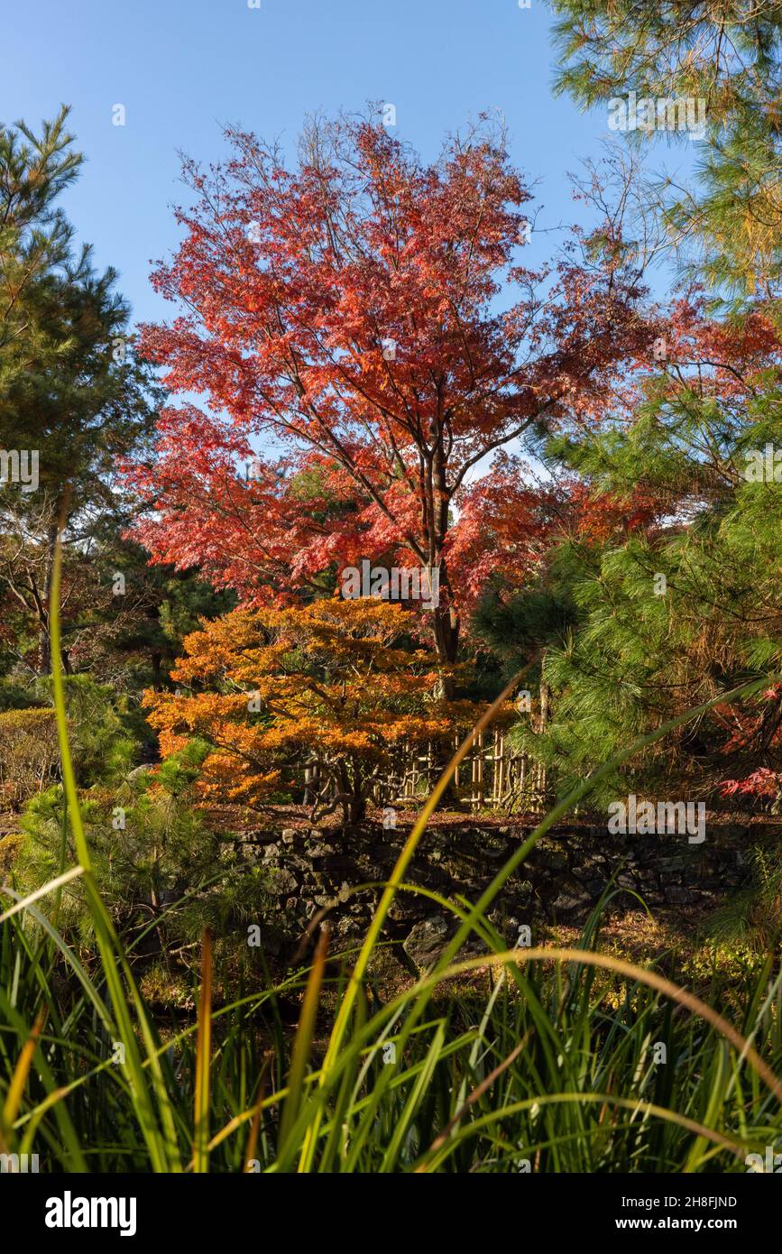 Kyoto, Japan. 26th. November 2021. Momiji-Baum (japanischer Ahorn) in der Nähe des Shinji'ike-Teichs im Toji-in-Tempel.Toji-in wurde 1341 am Südhang des Mount Kinugasa vom Shogun Ashikaga Takauji gegründet. Fünfzehn Shoguns kamen aus dem Ashikaga-Clan und machten den Toji-in-Tempel reich an historischen Artefakten und Kunstwerken. Kredit: SOPA Images Limited/Alamy Live Nachrichten Stockfoto