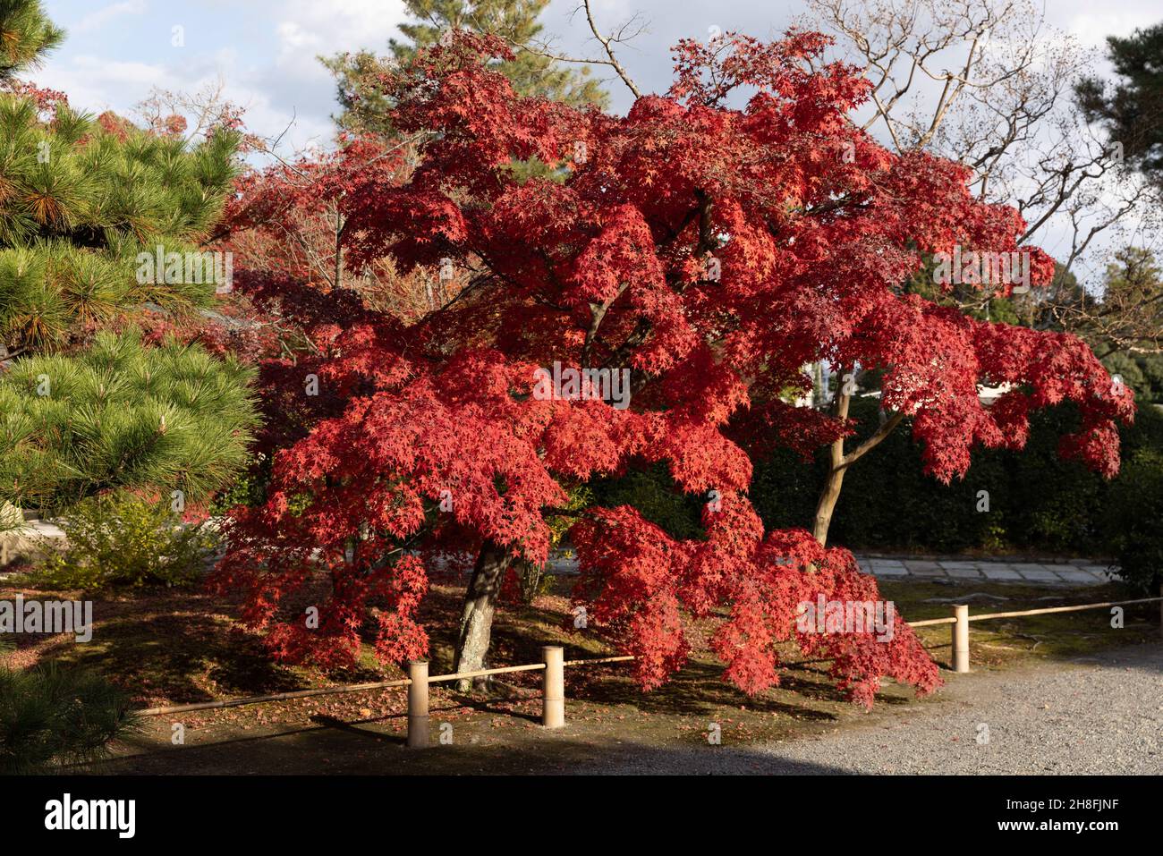 Kyoto, Japan. 26th. November 2021. Der Momoji-Baum (japanischer Ahorn) ist am Eingang des Toji-in-Tempels zu sehen.Toji-in wurde 1341 am Südhang des Mount Kinugasa vom Shogun Ashikaga Takauji gegründet. 15 Shoguns kamen aus dem Ashikaga-Clan und machten den Toji-in-Tempel reich an historischen Artefakten und Kunstwerken. Kredit: SOPA Images Limited/Alamy Live Nachrichten Stockfoto