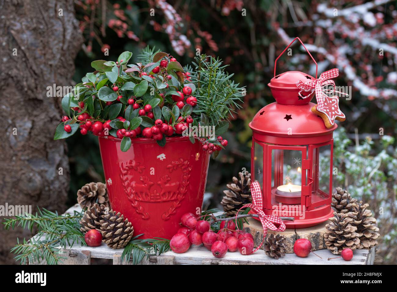 weihnachtsdekoration mit wintergrün im Topf und Vintage Laterne Stockfoto