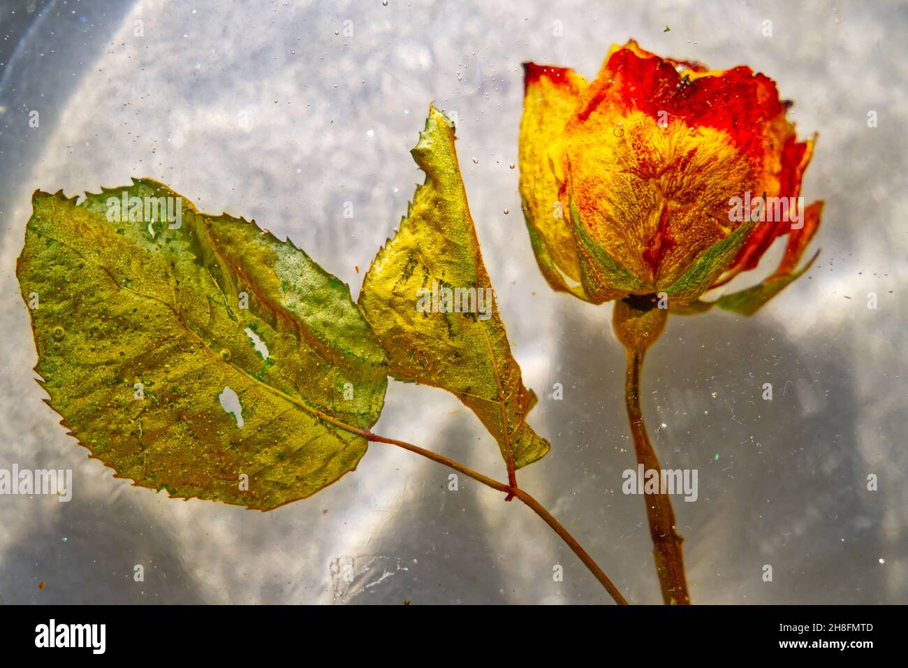 Rose in einem Eisblock in HD-Nahaufnahme eingefroren Stockfoto