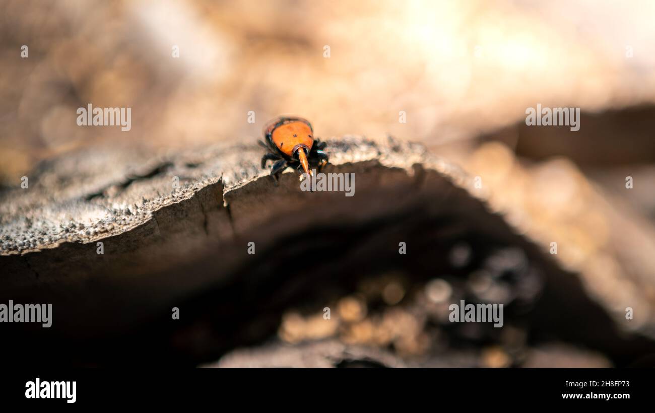 Ein Palmkwedel in den Stämmen von Palmen. Die roten Käfer gelten in Palmenplantagen als eine der größten Schädlinge, einschließlich der Kokosnusspalme, Dattelpalme und o Stockfoto