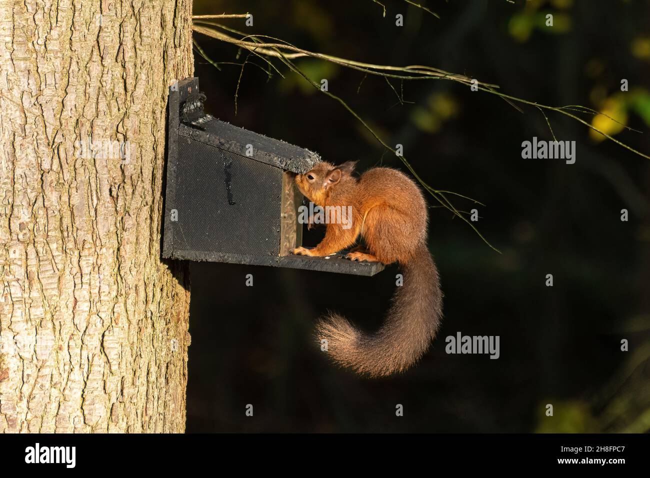 Rotes Eichhörnchen (Sciurus vulgaris) an einem Futterhäuschen bei Aira Force im Lake District von Cumbria, England, Großbritannien Stockfoto