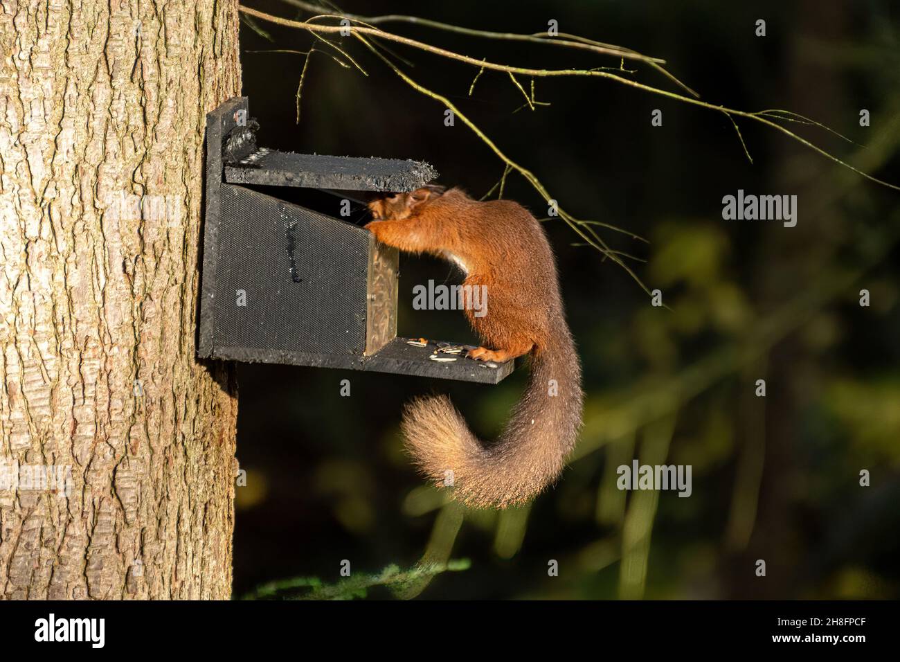 Rotes Eichhörnchen (Sciurus vulgaris) an einem Futterhäuschen bei Aira Force im Lake District von Cumbria, England, Großbritannien Stockfoto