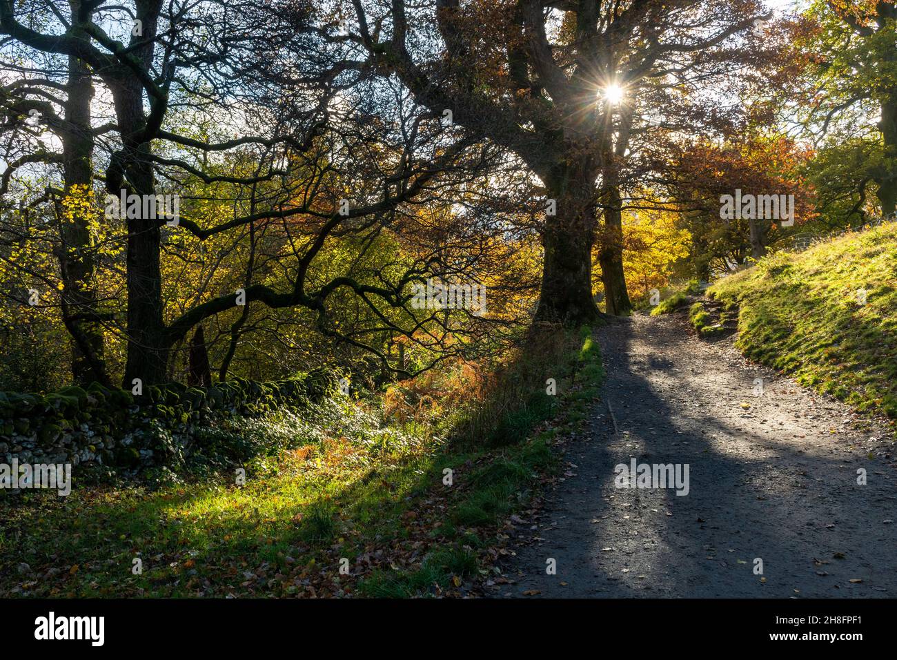 Herbstsonne durch Bäume bei der Aira Force im Lake District National Park im November, Cumbria, England, Großbritannien Stockfoto
