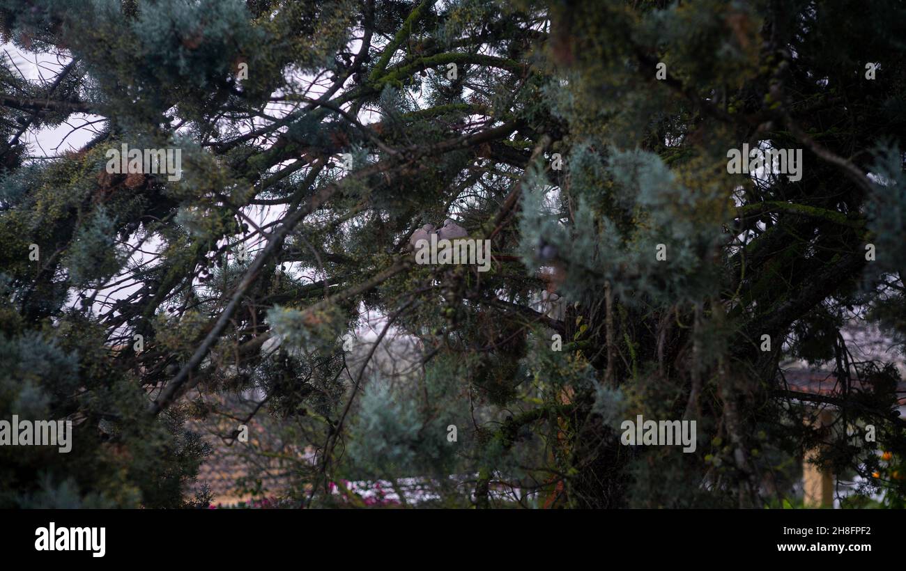 Am regnerischen Wintertag sitzt ein Paar schöner gewöhnlicher Holztauben auf einem Kiefernzweig. Graue Turteltaube, umgeben von Zweigen auf einem Baum im Par Stockfoto