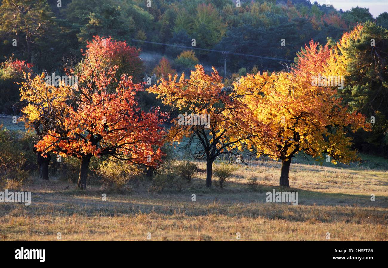 Goldene Bäume im Herbst Stockfoto