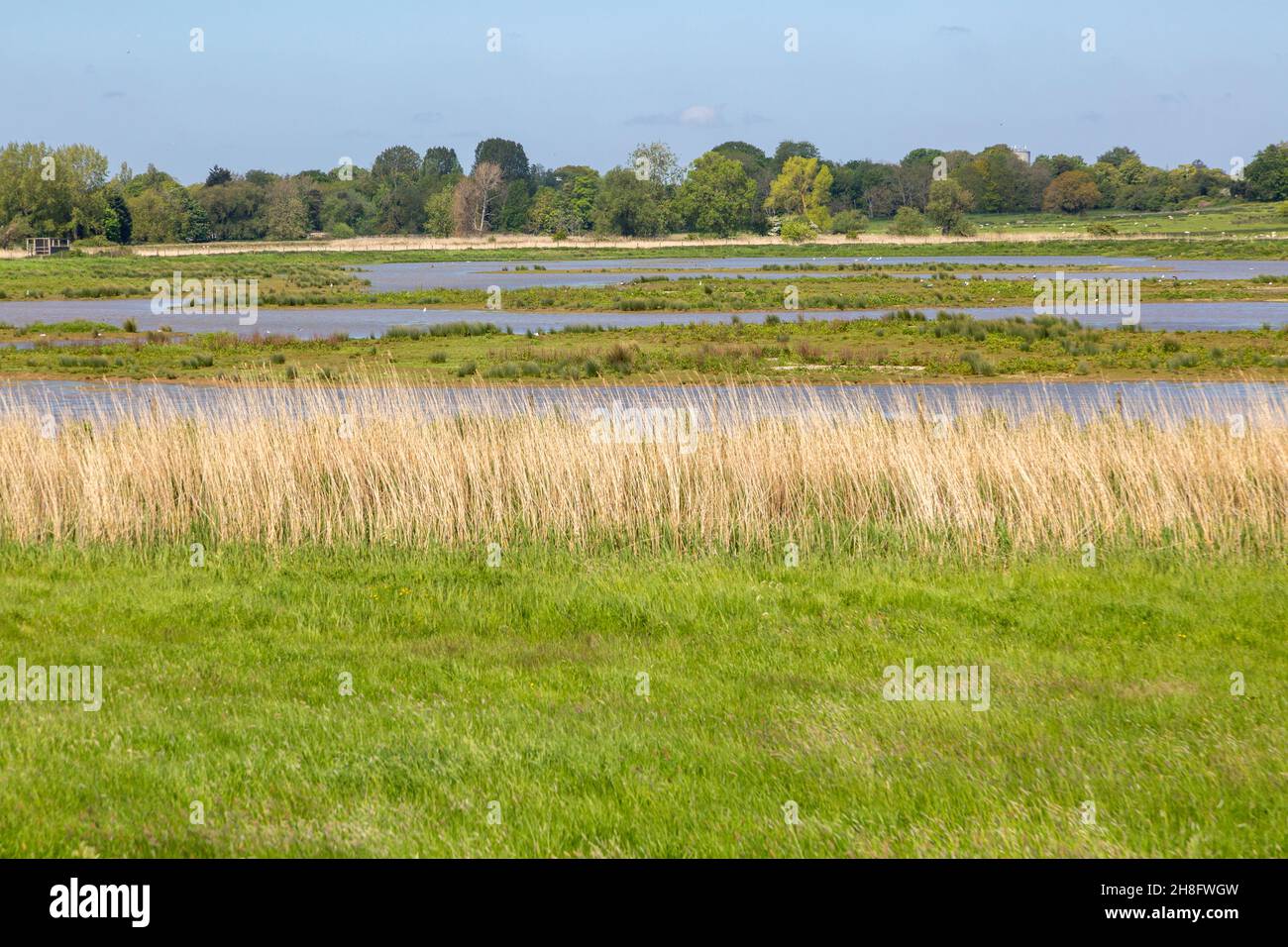 Feuchtgebiet Lebensraum Grasland kratzen nach Vögeln im RSPB Hollesley Marshes Nature Reserve, Suffolk, England, Großbritannien Stockfoto