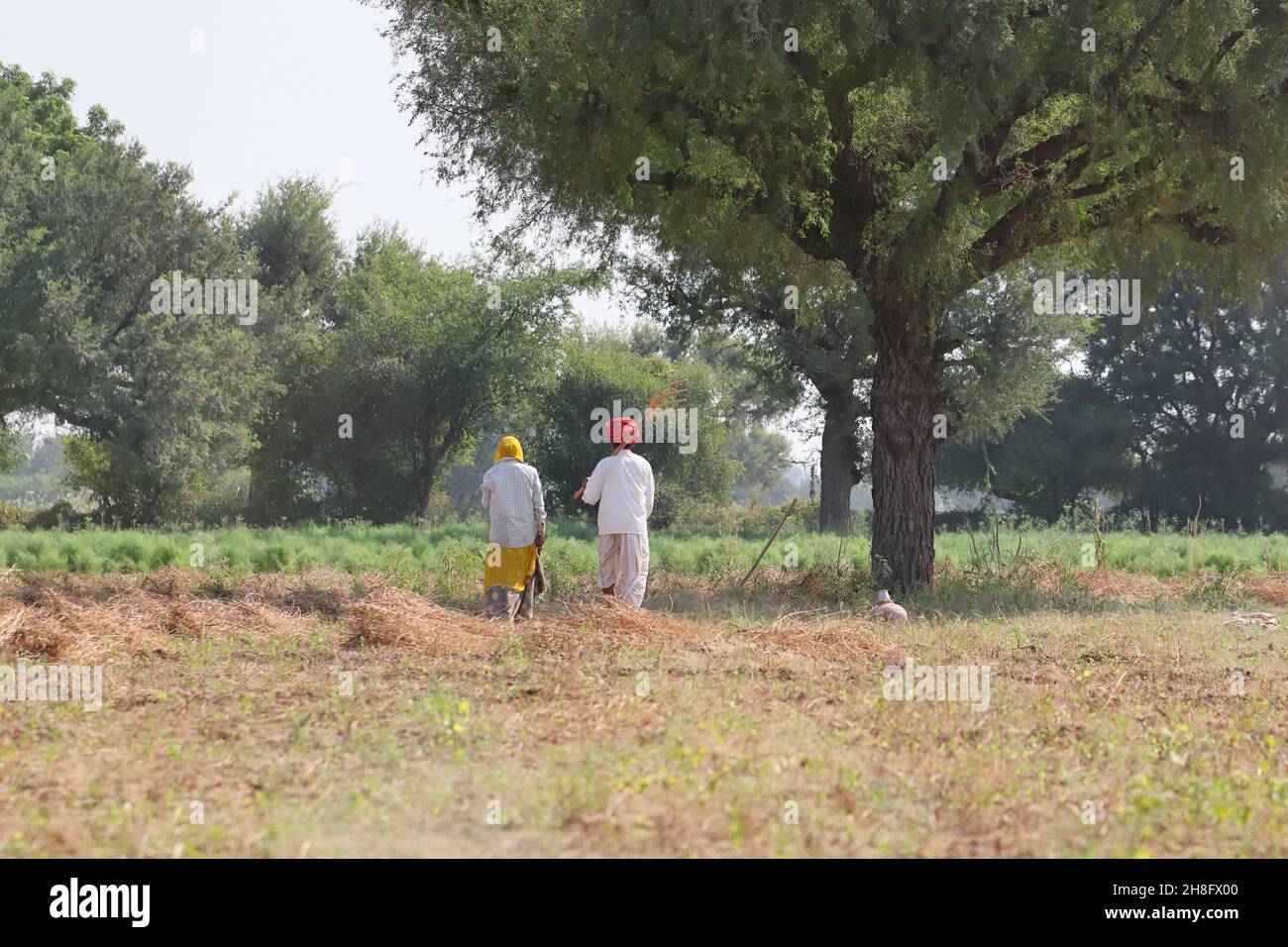 Pali Rajasthan, Indien - 3. November 2021. Nahaufnahme eines männlichen und weiblichen indischen Bauern, der auf dem Feld arbeitet Stockfoto