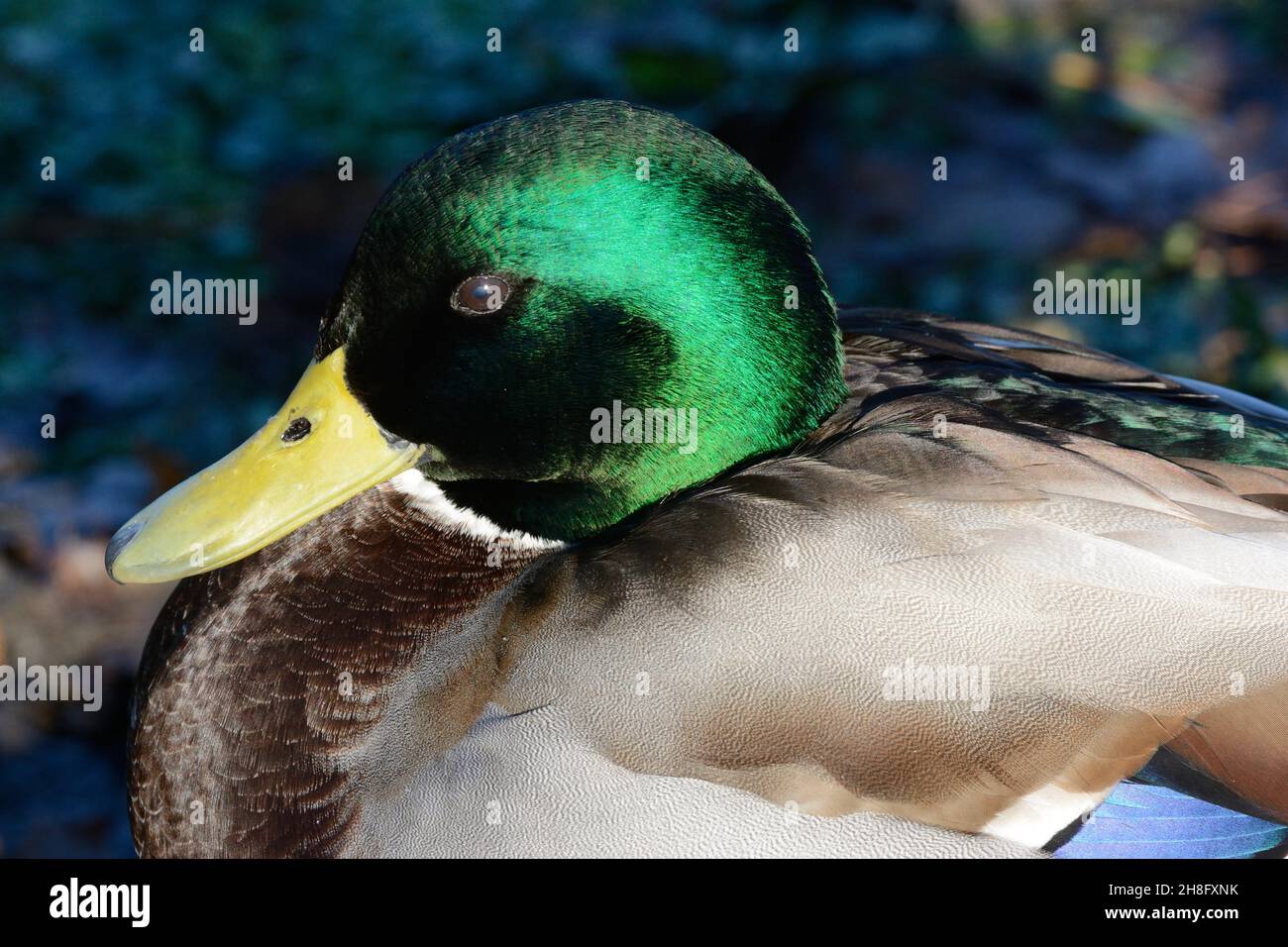 Nahaufnahme einer männlichen Stockente mit schillernden grünen Federn anas platyrhynnchos Stockfoto