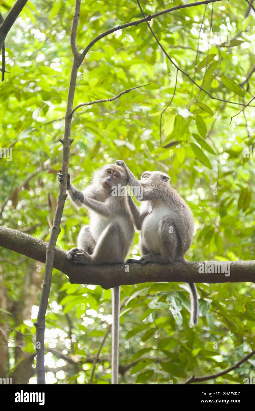 Zwei wilde Makaken-Affen, die sich auf dem MacRitchie Nature Trail in Singapur aufmachen Stockfoto