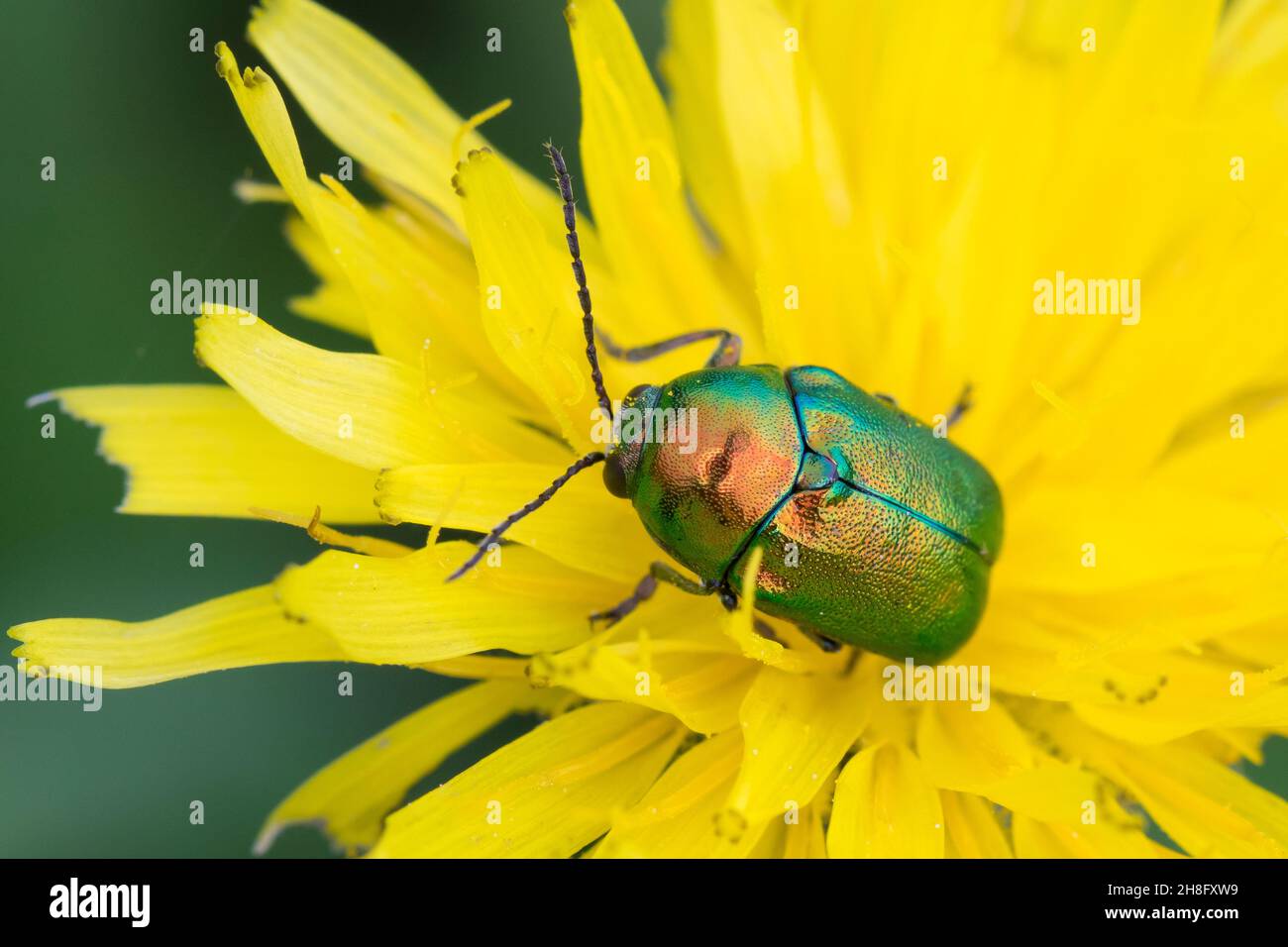 Fallkäfer beim Blütenbesuch, Blattkäfer, Cryptocephalus spec., Chrysomelidae, Blattkäfer, Blattkäfer, Entweder Cryptocephalus sericeus oder Crypto Stockfoto