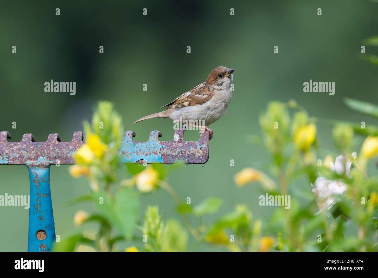 Feldspatz, auf Sitzwarte im Garten, alte Harke fährt herum in ein Blumenbeet gesteckt dient als Aussichtspunkt, Feld-Spatz, Feldsperling, Feld-Sper Stockfoto