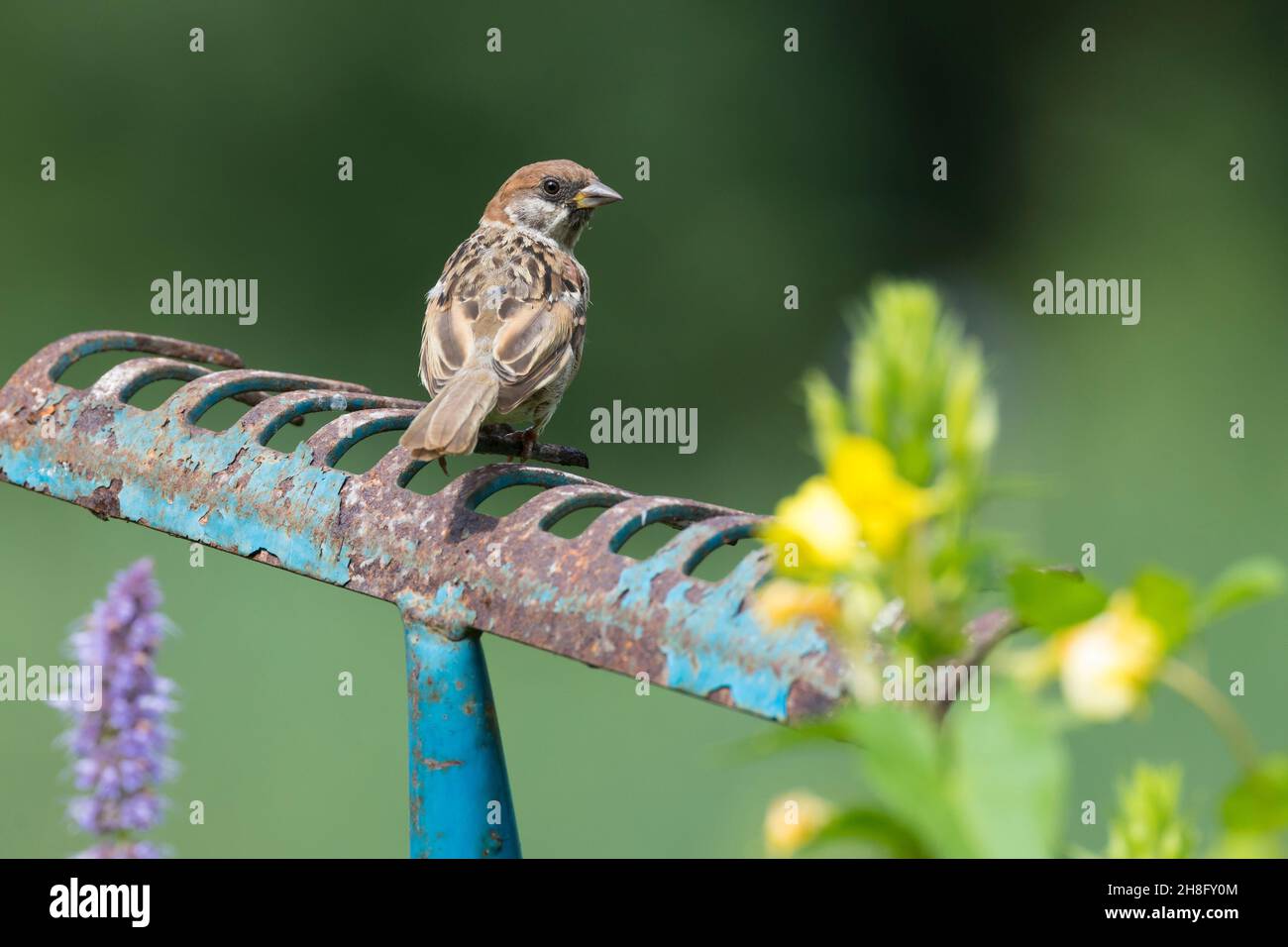 Feldspatz, auf Sitzwarte im Garten, alte Harke fährt herum in ein Blumenbeet gesteckt dient als Aussichtspunkt, Feld-Spatz, Feldsperling, Feld-Sper Stockfoto