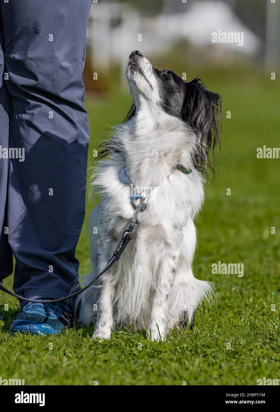 Vertikale Aufnahme eines Papillon-Spitz Mischlingshundes, der auf dem grünen Gras sitzt und seinen Besitzer anschaut Stockfoto