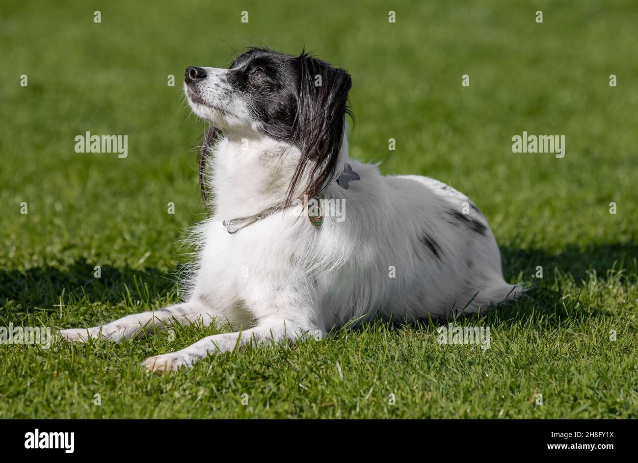 Nahaufnahme eines süßen Papillon-Spitz Mischlingshundes, der an einem sonnigen Tag auf dem grünen Gras liegt Stockfoto