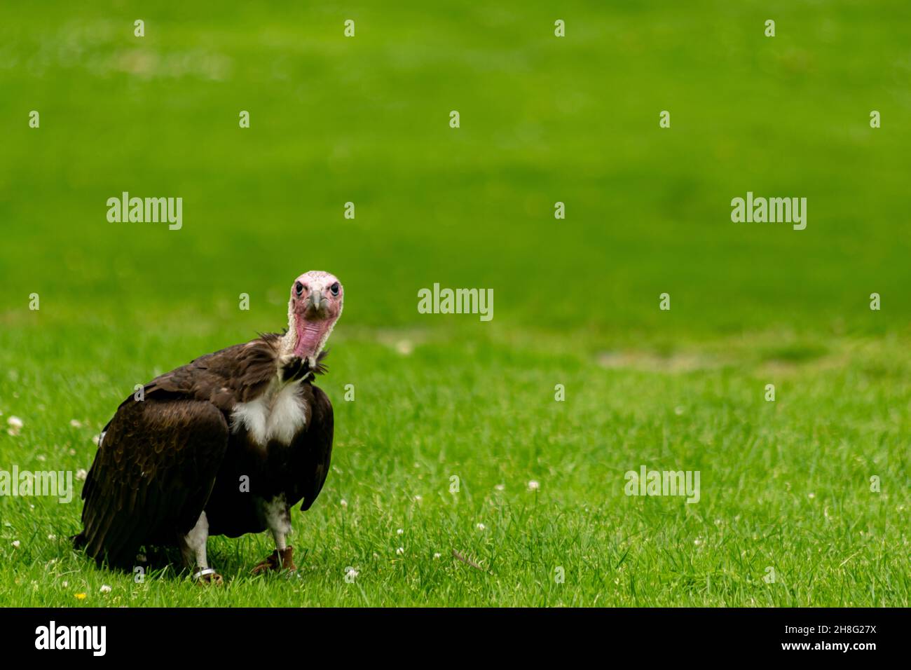 Geier mit Kapuze, der auf einem Gras sitzt und direkt zur Kamera schaut, Gesichtsansicht eines Greifvogels, der auf dem Boden läuft, gefangen gehalten und trainiert Stockfoto