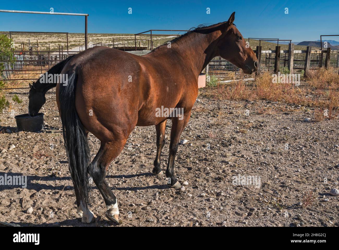 Pferde im Corral in der Nähe der Hermantano Springs Ranch, Organ Mountains Desert Peaks National Monument, New Mexico, USA Stockfoto