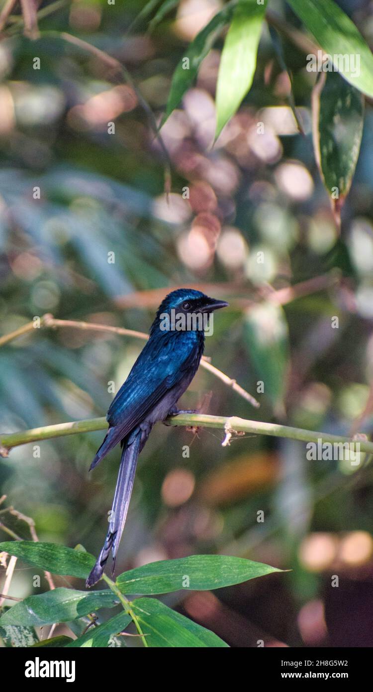 Bronzierter Drongo. Dicrurus aeneus. Es ist ein kleiner Indomalayan-Vogel, der zur Drongo-Gruppe gehört. Stockfoto