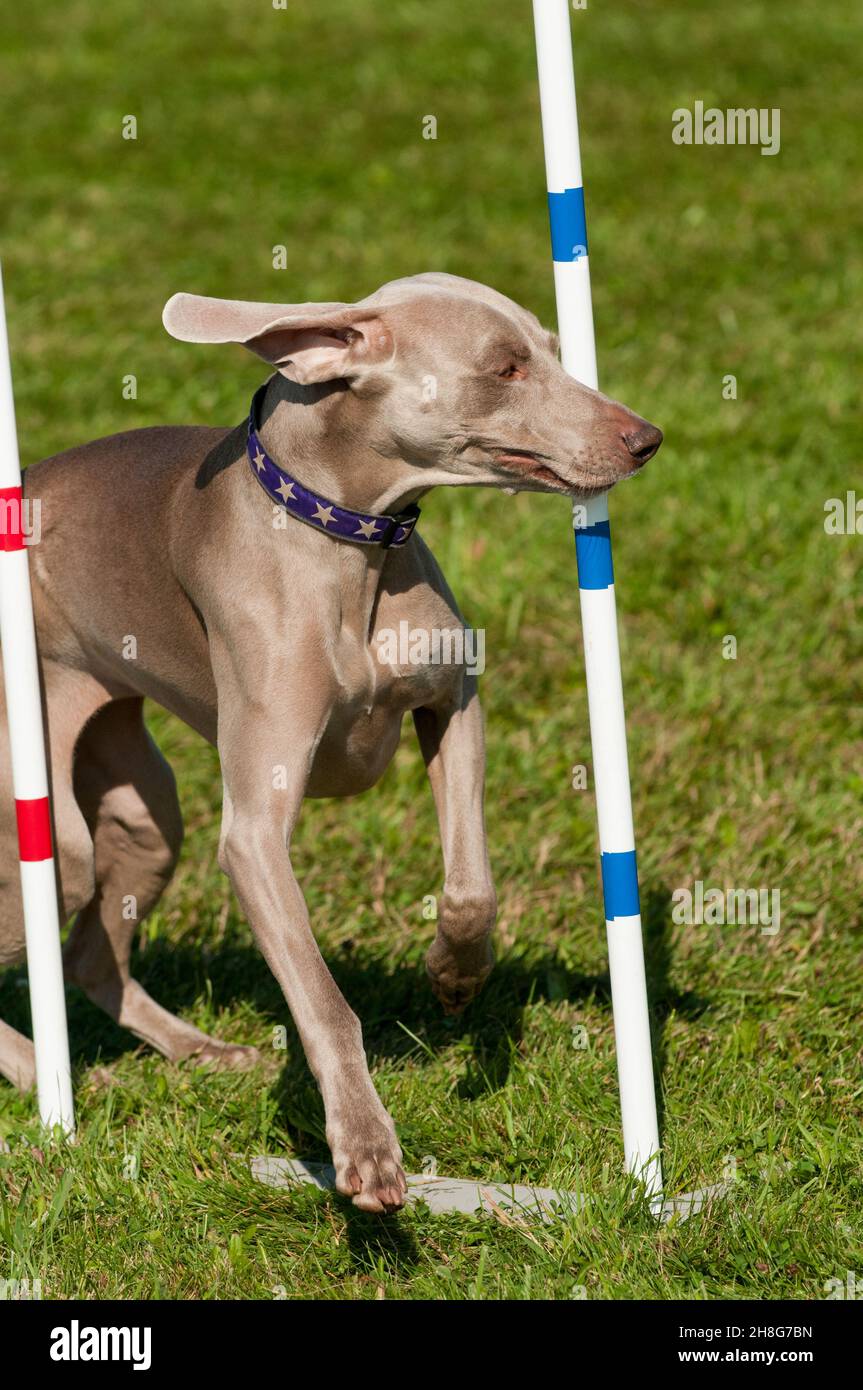 Weimaraner zwischen Webstangen Stockfoto