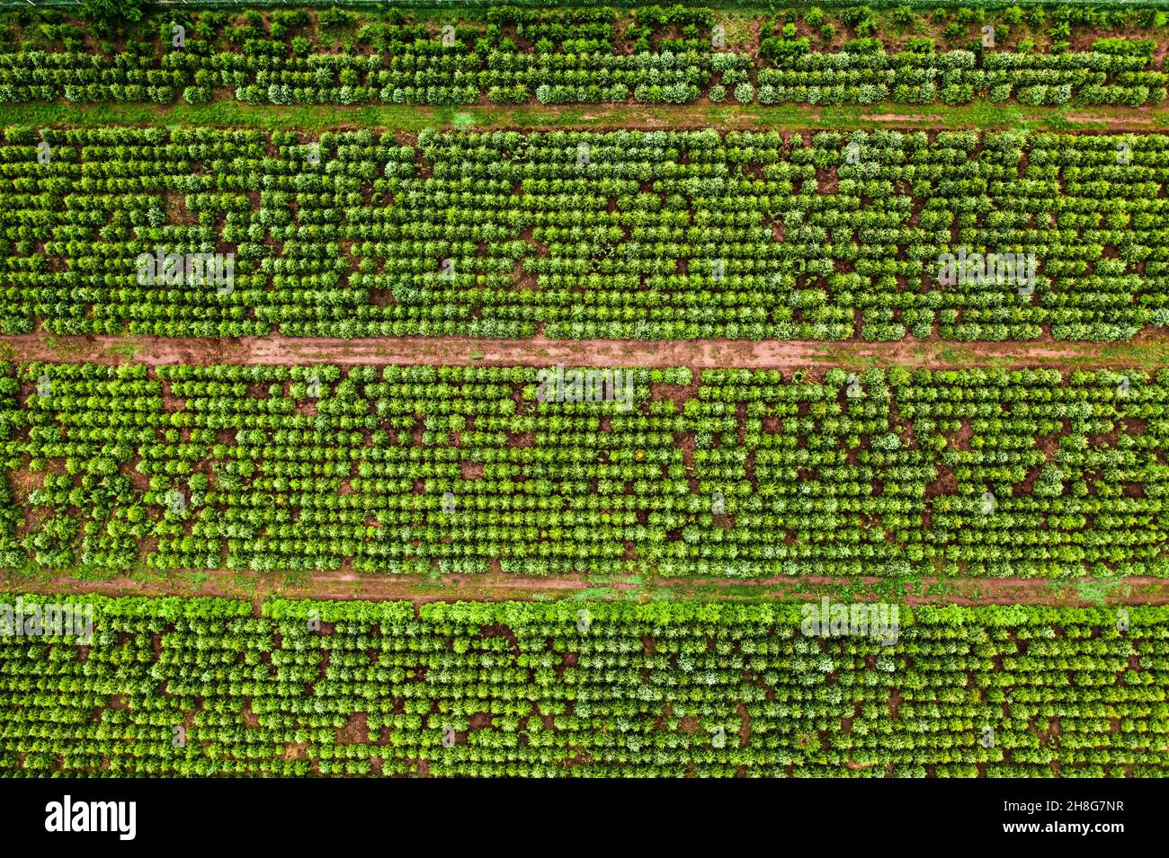 Luftaufnahme der Aufforstung des Gebiets. Wiederherstellung der Baumpopulation. Industriebaumplantage. Stockfoto