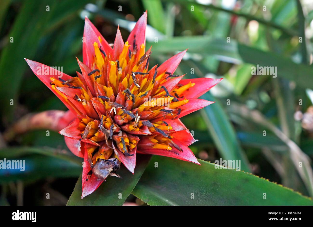 Bromelien-Bltenstand im tropischen Regenwald Stockfotografie - Alamy