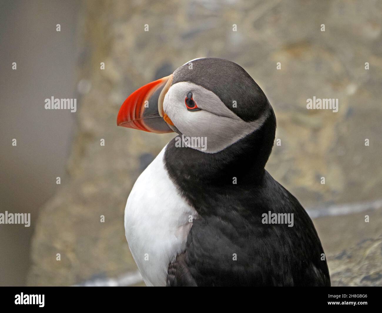 Nahaufnahme eines einzelnen Atlantic Puffin (Fraterkula Arctica) mit Comic-Ausdruck und farbenfrohem Zuchtzustand - Festland, Orkney, Schottland, Großbritannien Stockfoto