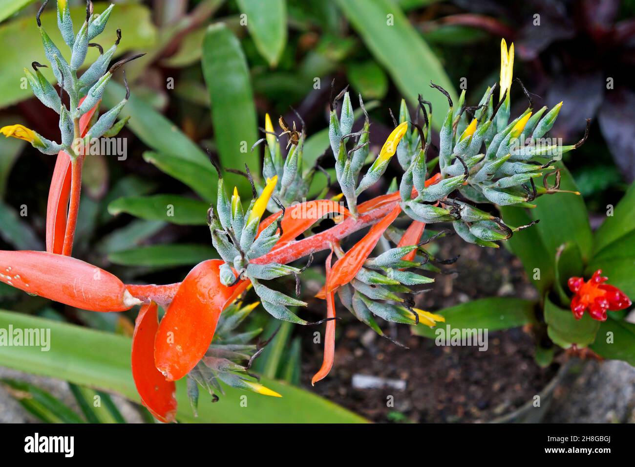 Bromelien-Blütenstand im tropischen Regenwald Stockfoto