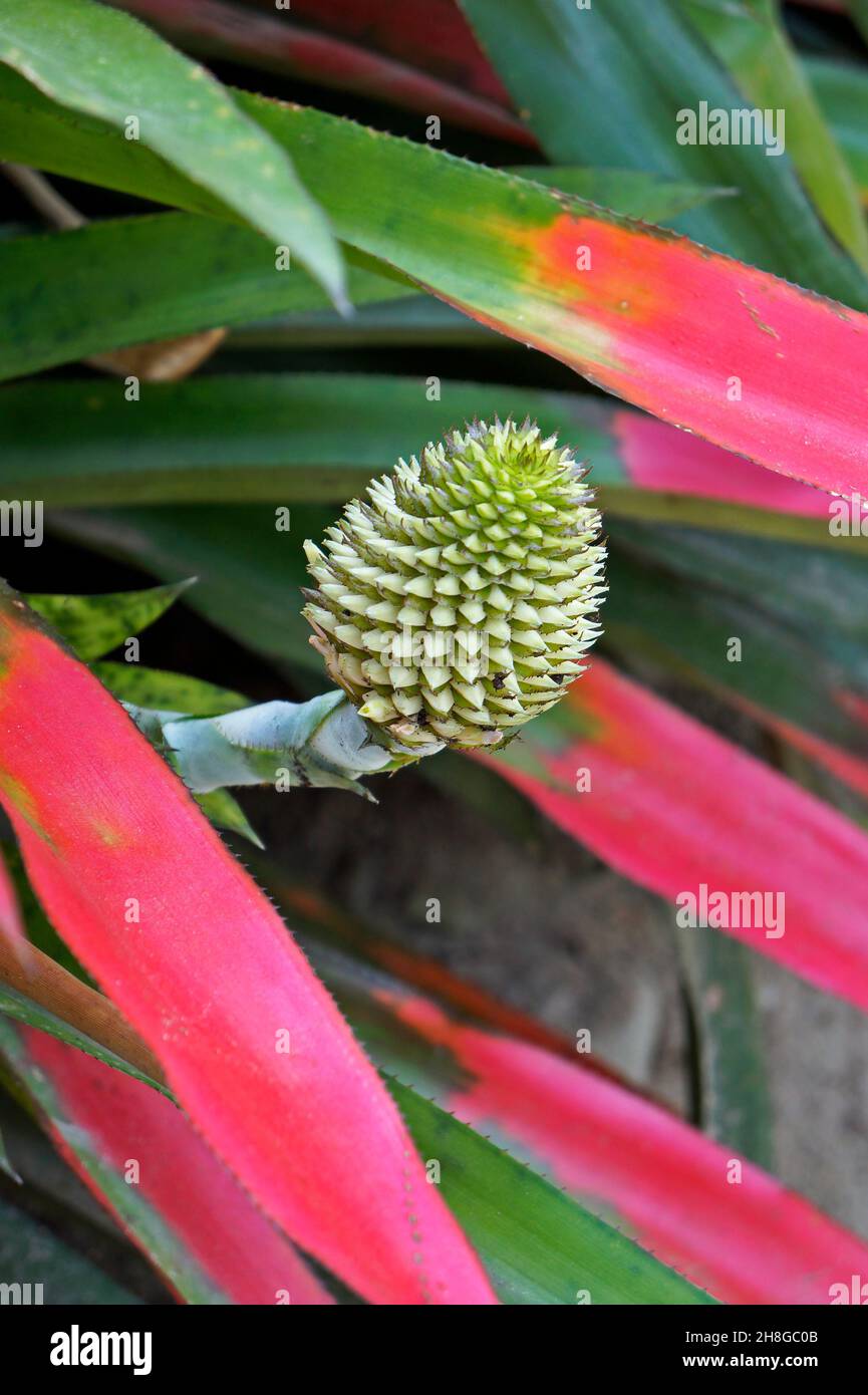 Bromelienblüte (Aechmea pectinata) im Tropenwald, Rio Stockfoto