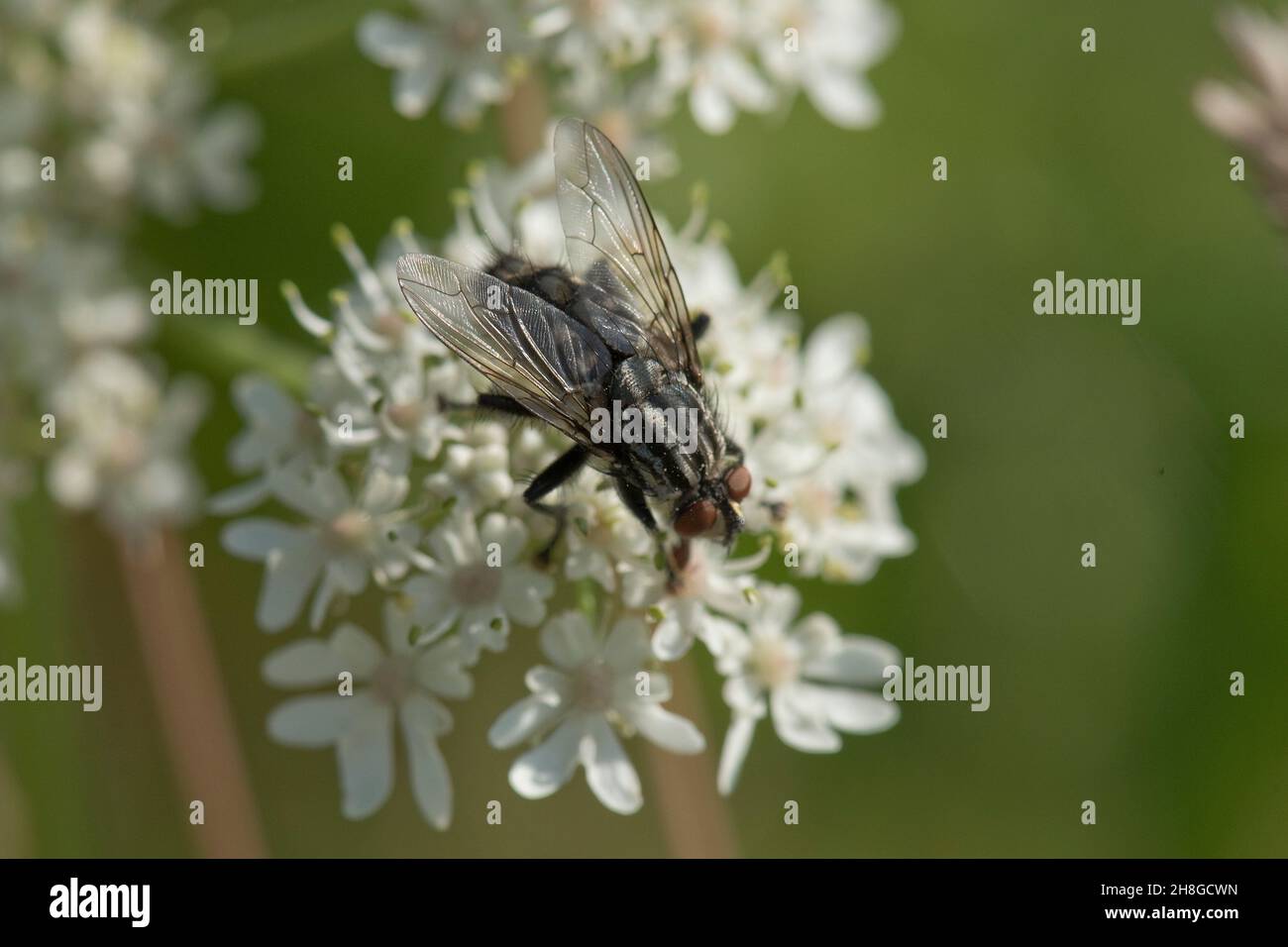 Stallfliege oder beißende Hausfliege (Stomoxys calcitrans), die eine zusätzliche Nektardiät aus einer Hogweed-Blume nimmt, in der Juli-Stadt in der Stadt Stockfoto