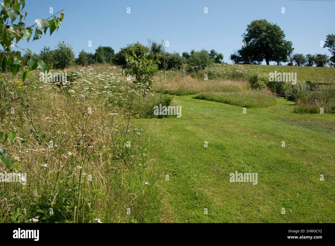 Garten mit Rasenwegen zwischen langen Grasblöcken, die mit Wildblumen und kleinen Bäumen bepflanzt sind, um die Tierwelt und Bestäuber zu fördern, im Juli in der Grafschaft Bekshire Stockfoto