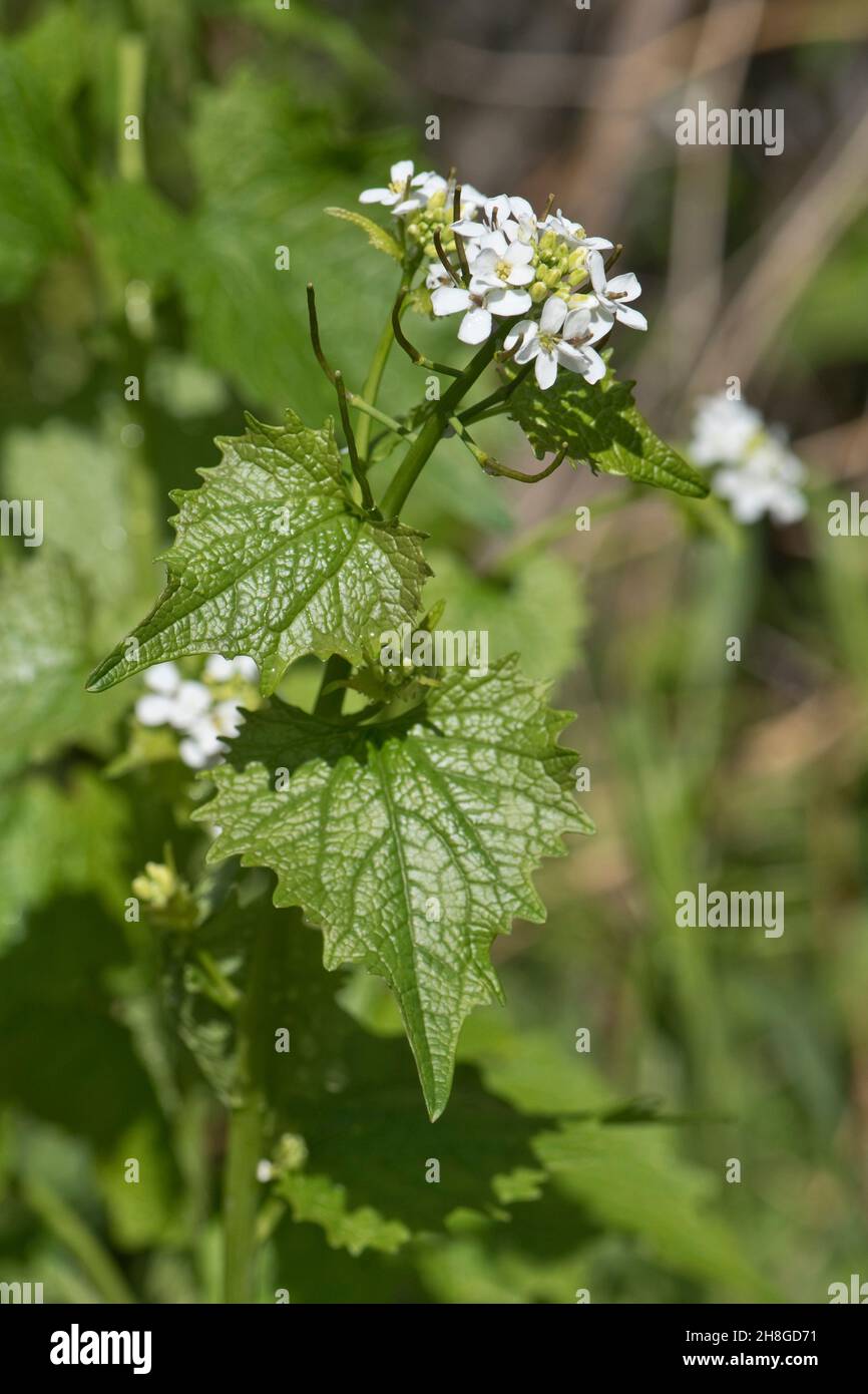 Knoblauchsenf oder Jack-by-the-Hecke (Alliaria petiolata) weiß blühend krautig zweijährig, Bukshire, Mai Stockfoto