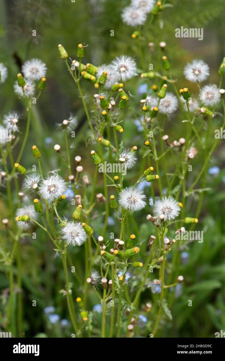 Grünpflanzen (Senecio vulgaris), die mit flauschigen Sämenköpfen, einjährlichem Unkraut aus dem Garten und Ackerland blühen, in der Stadt, im Juni Stockfoto