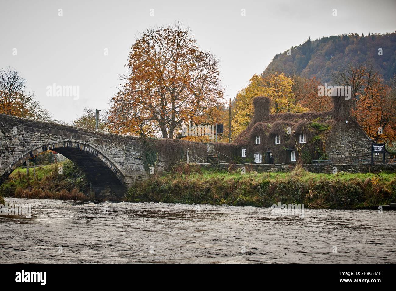 Efeu bedeckt Ferienhaus Haus Teestube bekannt als Ty Hwnt i'r Bont auf der Conwy River in der Nähe von Romanum in Snowdonia, Gwynedd, Nordwales Stockfoto