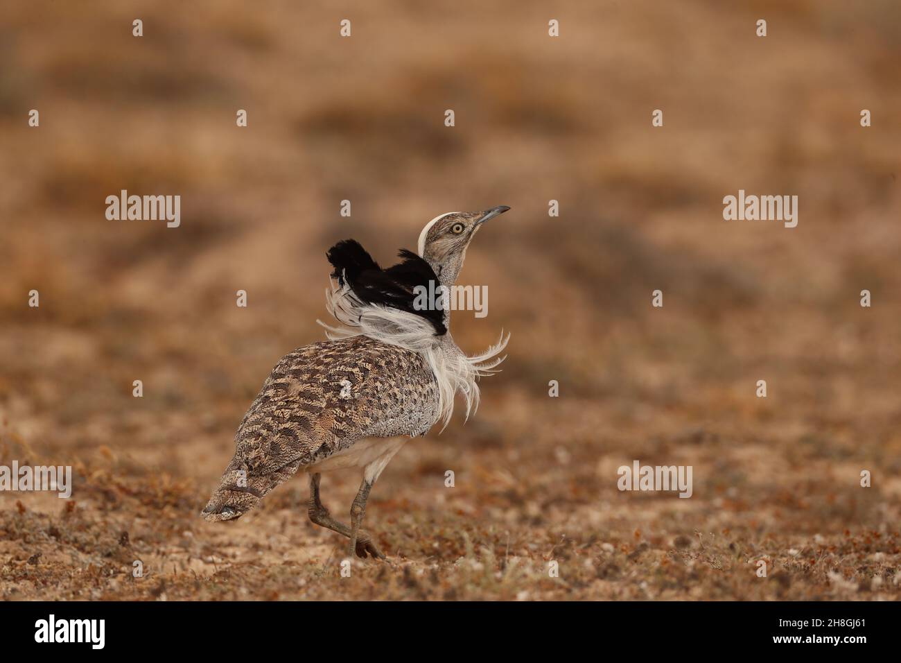 Houbara Bustarde sind eine geschützte Art auf den Kanarischen Inseln. Während der Brutzeit entwickeln die Männchen Nackenfedern, die sie zur Schau stellen. Stockfoto