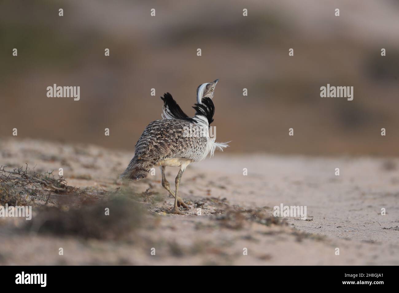 Houbara Bustarde sind eine geschützte Art auf den Kanarischen Inseln. Während der Brutzeit entwickeln die Männchen Nackenfedern, die sie zur Schau stellen. Stockfoto