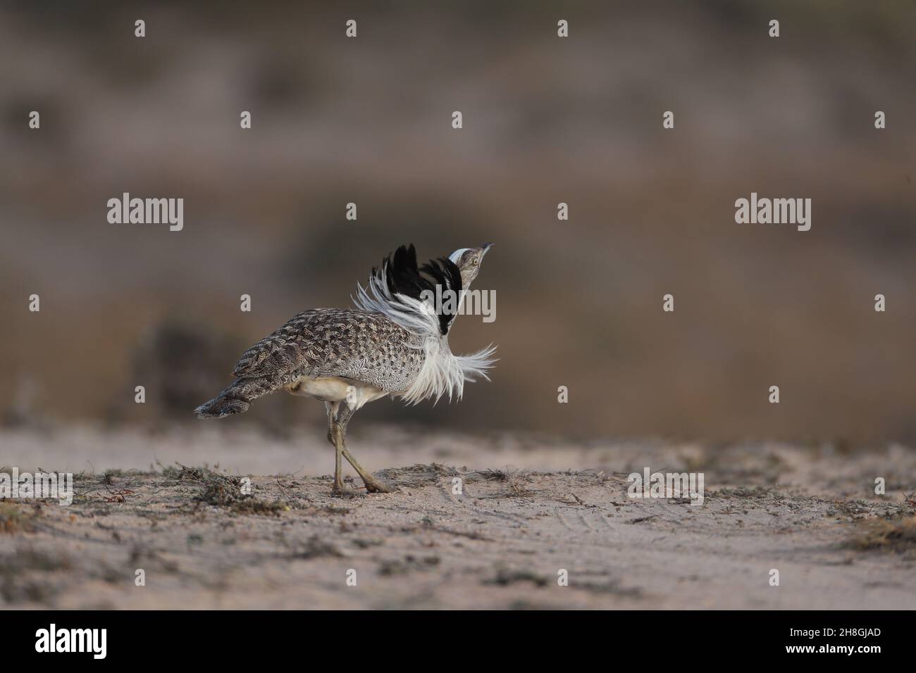 Houbara Bustarde sind eine geschützte Art auf den Kanarischen Inseln. Während der Brutzeit entwickeln die Männchen Nackenfedern, die sie zur Schau stellen. Stockfoto