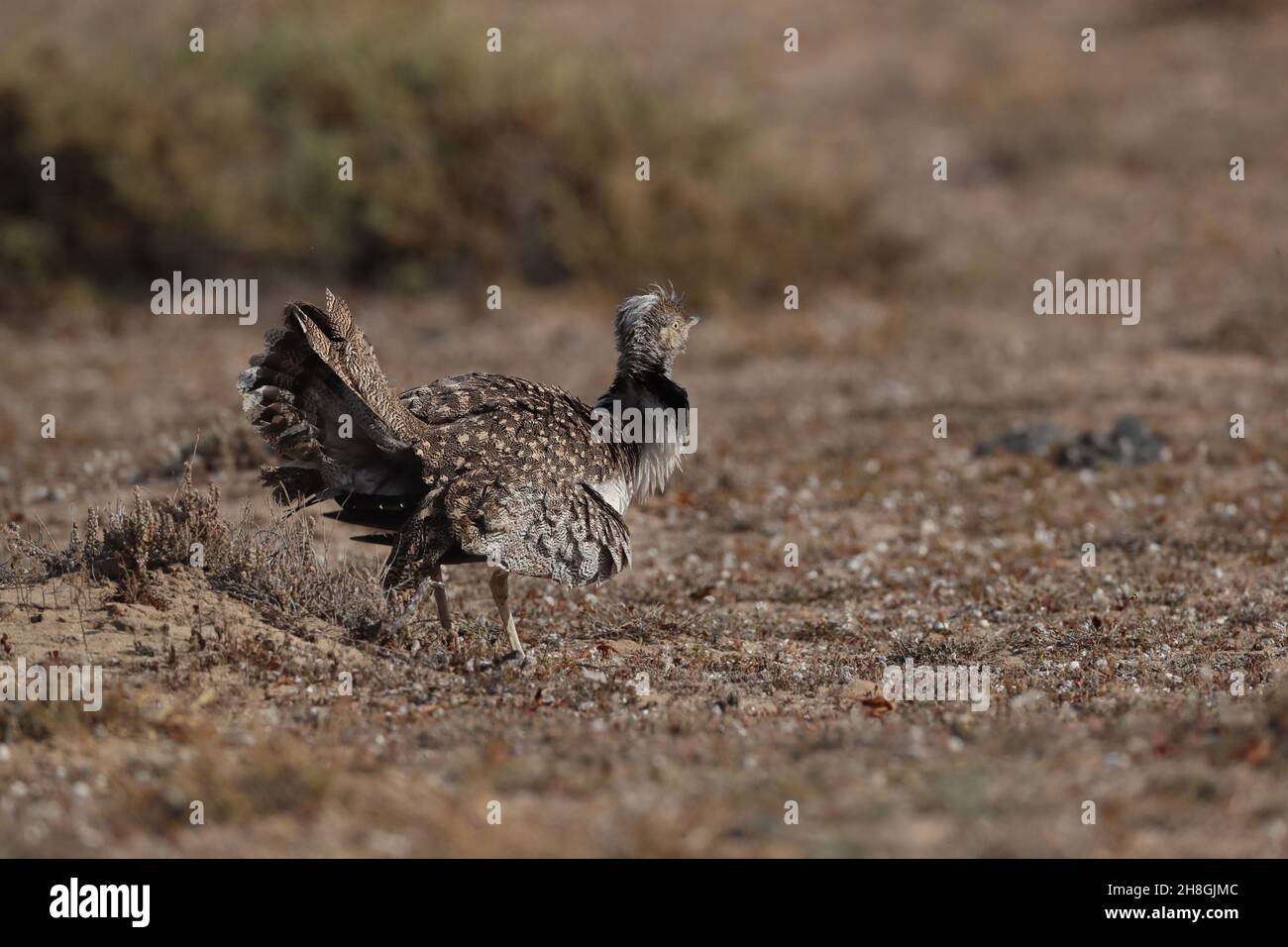 Houbara bustard sind eine geschützte Art auf den Kanarischen Inseln. Sie sind eine lebende Brutart, können aber immer noch sehr schwer zu beobachten sein. Stockfoto