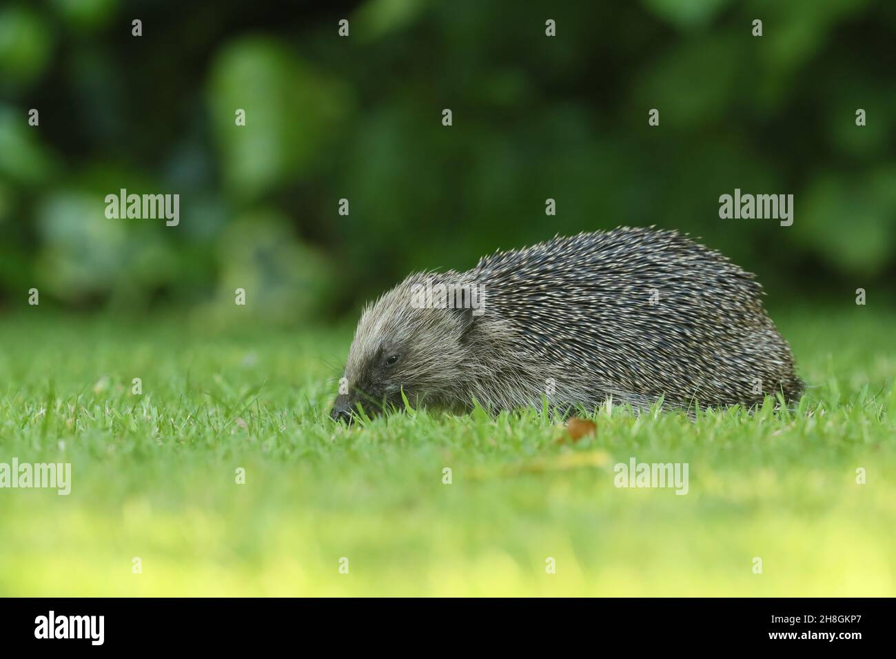 Diese Bilder wurden in meinem Garten aufgenommen, als der Igel seine Runden machte, die bis zu 2 Meilen lang sein können. Sie sind auf den Straßen sehr gefährdet. Stockfoto