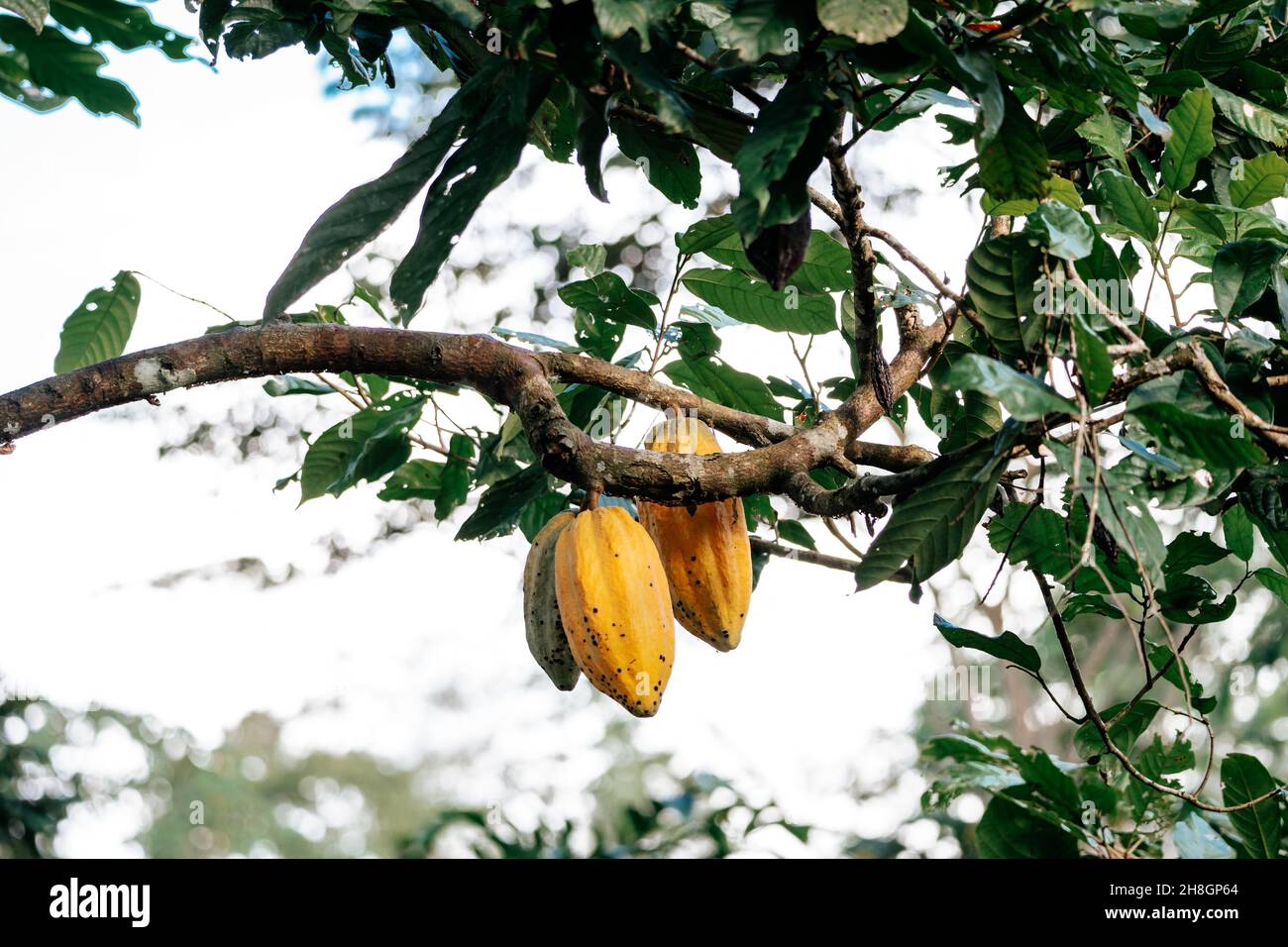 Reife Früchte der Kakaopflanze in Ecuador Stockfoto