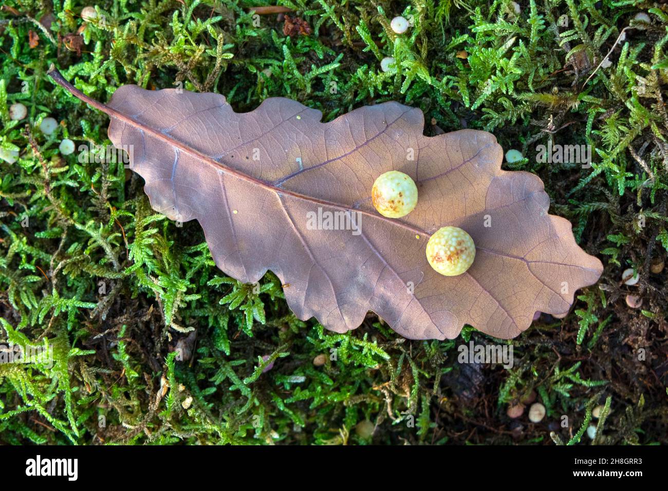 Oak Galls on a Fallen Oak Leaf, Teesdale, County Durham, Großbritannien Stockfoto