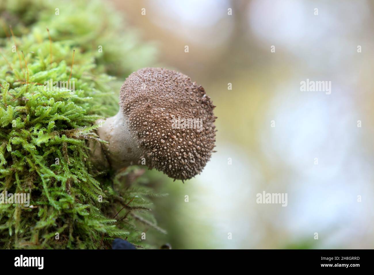 Puffball (Lycoperdon perlatum) Pilze, die beginnen zu reifen und sich von weiß zu braun Teesdale, County Durham, UK Stockfoto