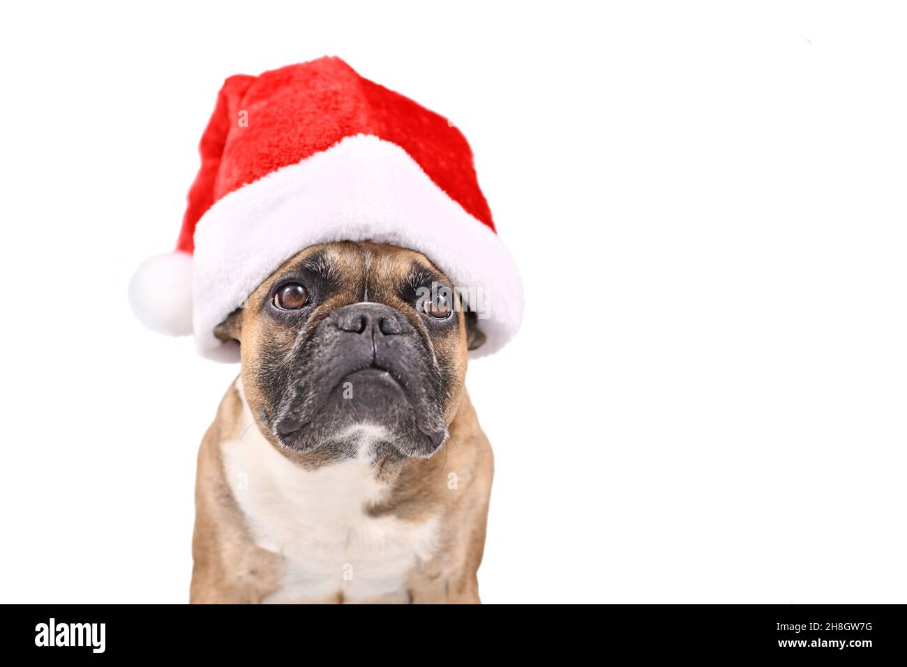 Französische Bulldogge trägt einen roten Weihnachtsmann Hut vor weißem Hintergrund Stockfoto