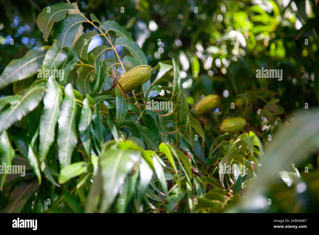 Die Frucht ist eine Pekannüsse auf einem Baum in grünem Laub. Stockfoto